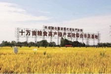 阿坝关于成都商务伴游外围雇用的信息