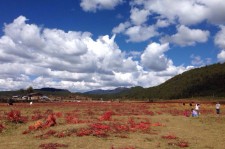 阿坝旅游去处(暑期最好的旅游去处)